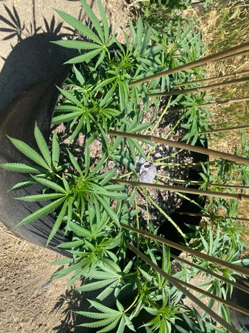 Solfire Gardens Grow — vegetative, day 97
