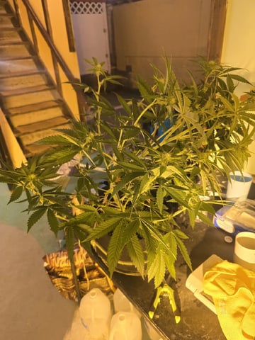 3rd Auto Grow — flower, day 69