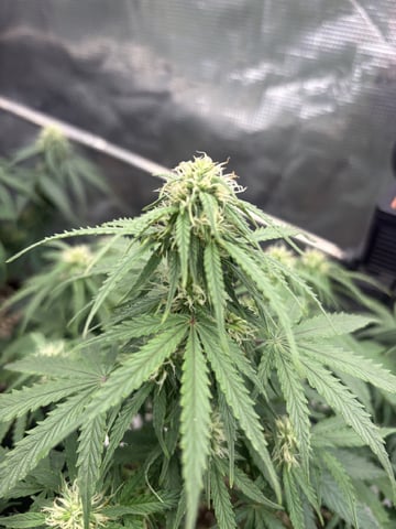 Batch #3 — flower, day 31