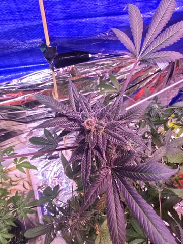 Round  3️⃣ — flower, day 1