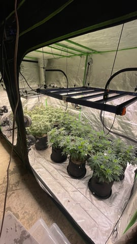 Clones Fat Bastard Clones  — flower, day 76