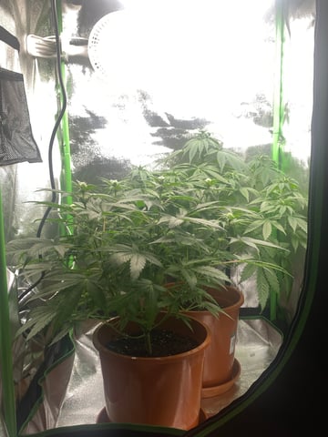 2nd Try — flower, day 60