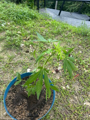 Flora — grow_setup, day 5