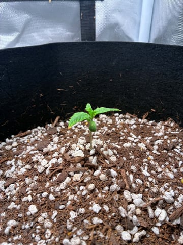 Banana Purple Punch Auto — seedling_rooting, day 9