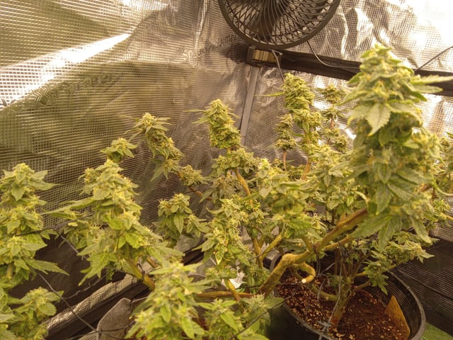 Blueberry critical kush x purple peyote wifi  and one L.a kush cake . — flower, day 36