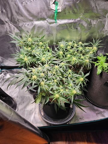 Autoflower grow. my first grow  — flower, day 47