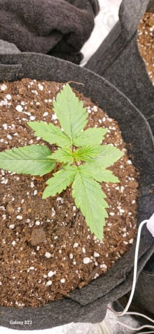 ROUND 1 — seedling_rooting, day 9