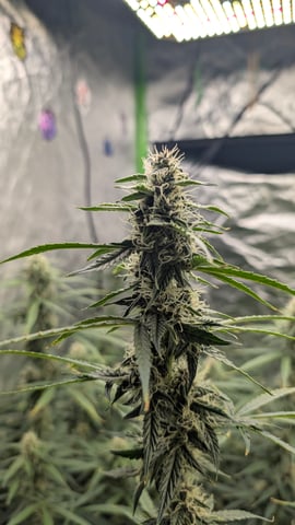 Strawberry Cheesecake Seedsman Seeds Autoflowers x2 — flower, day 64