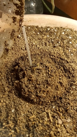 Jack hearer/Jack the ripper? — vegetative, day 72