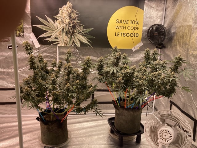 Planet Berry 7skunksgenetics  — flower, day 50