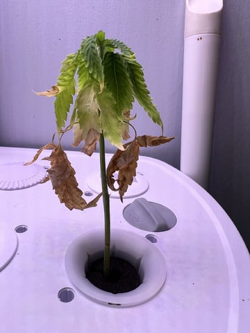 Banjo Clones — vegetative, day 27