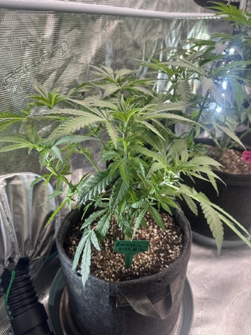  pineapple express — flower, day 41