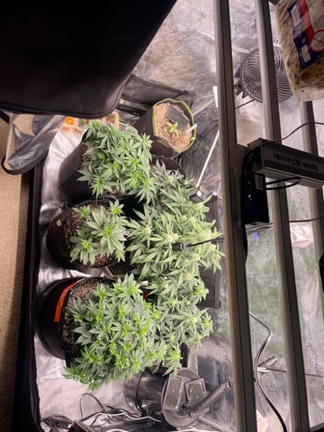 Autos and sour diesel! — vegetative, day 13