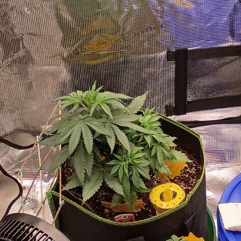 TentPlantLightFan — vegetative, day 41