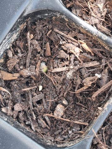 Trial — seedling_rooting, day 13