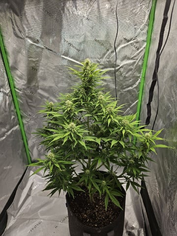 Gorilla Z auto — flower, day 78