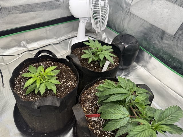 Late Season Start  — vegetative, day 24