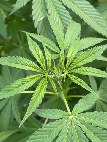 2026 Outdoor — flower, day 85