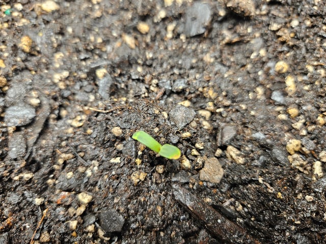 not so serious  — seedling_rooting, day 3