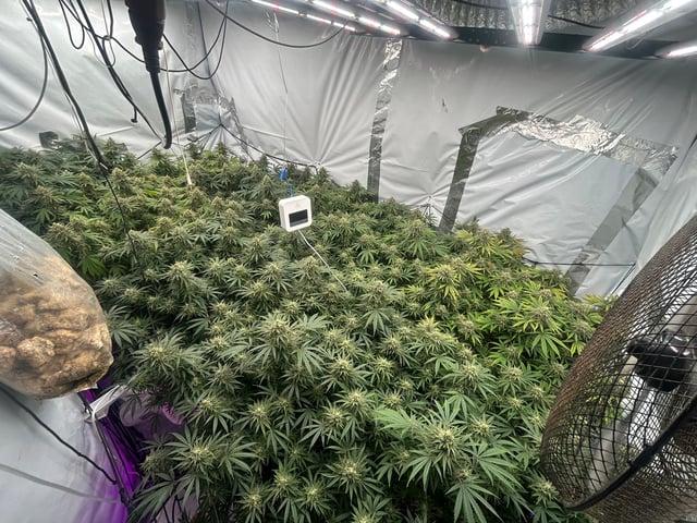 zunami s1 grounded genetics  — flower, day 78