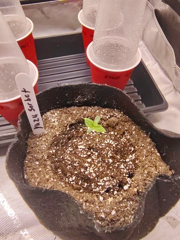 First run with Athena nutrients 3rd grow total — seedling_rooting, day 1