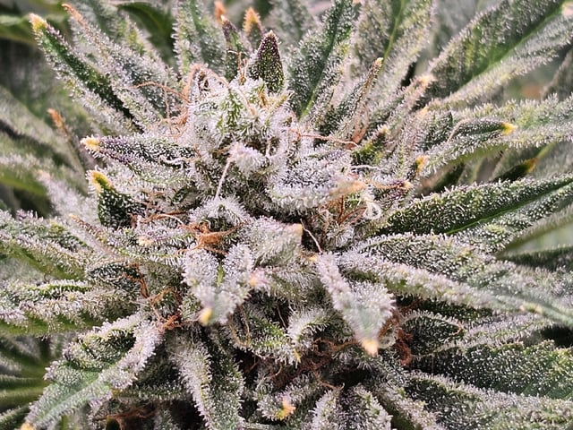 fat banana  — flower, day 70