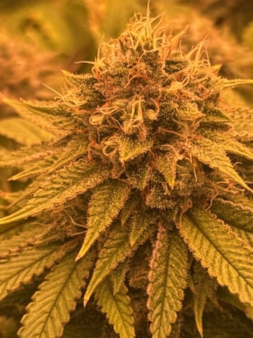 tropickle — flower, day 94