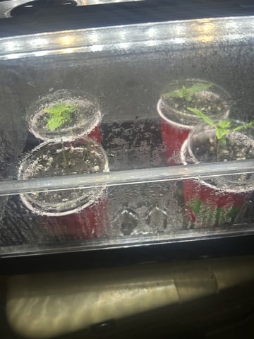 1st Grow — seedling_rooting, day 15