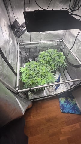 Original 1990 genetics  — flower, day 71