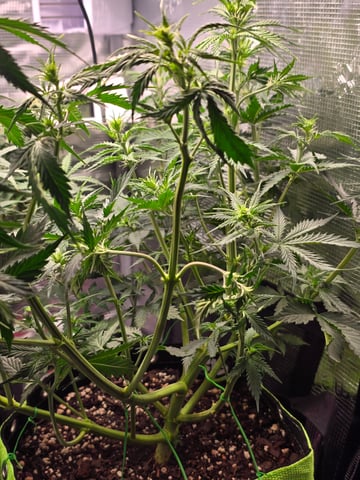 Gorilla Cookies auto  — flower, day 31