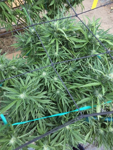 Sour Headies/OGBX1