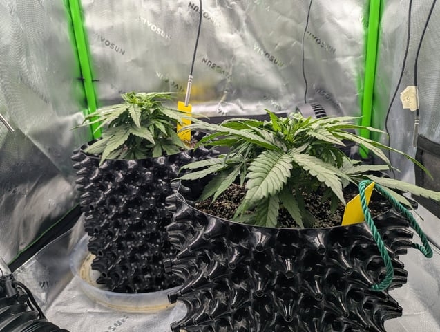 Titan F1 grow  — vegetative, day 30