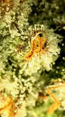 Blackberry Kush — flower, day 119