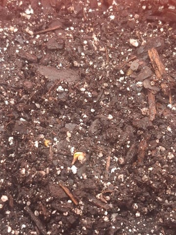 mendo breath-white widow-pilot light — germination, day 6