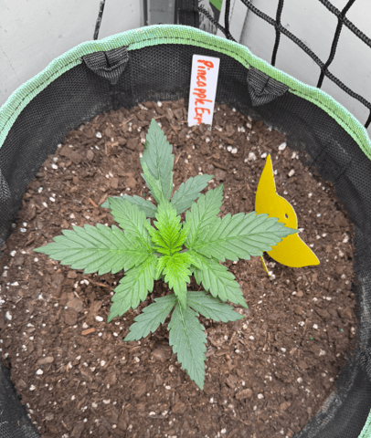 Indoor & Outdoor Grow 6 — vegetative, day 11