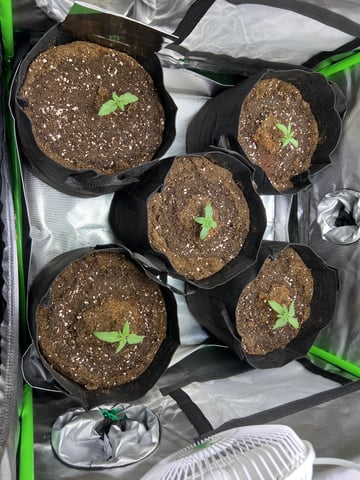 Lemon Power Haze — vegetative, day 14