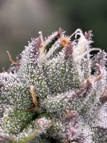 Pink Passion Fruit — flower, day 91