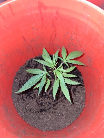 first grow  — vegetative, day 7
