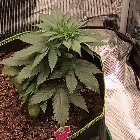 TentPlantLightFan — vegetative, day 37