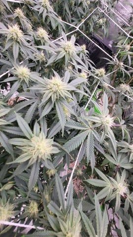 1st grow indoors(cardboard box to 2x2x4 to 5x5x6) — flower, day 107