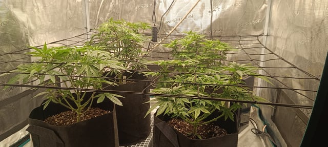 First Time Growing 