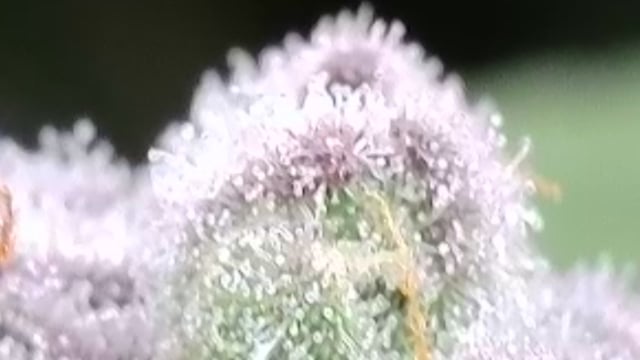 First Grow — flower, day 110