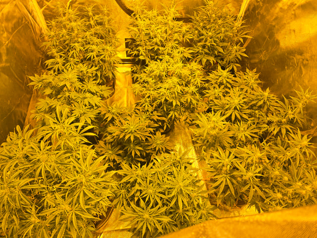 2nd Autoflower Indoor Grow — flower, day 50