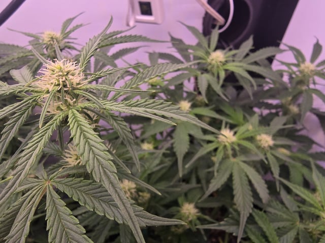 1st Auto Grow (LSD + BrB) - 1st indoor Grow — flower, day 50