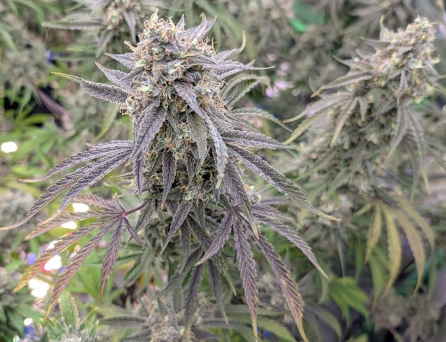 Perpetual Autoflower Mixed Grow #3 — flower, day 83