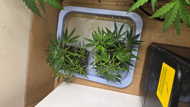 2nd Generation Clones — seedling_rooting, day 12