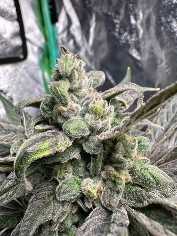 Gelly Mama and Sugar Tree — flower, day 132