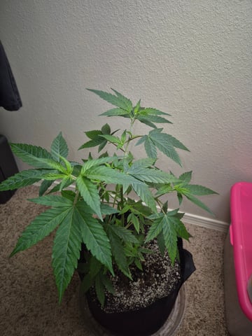 My young clone  — vegetative, day 39