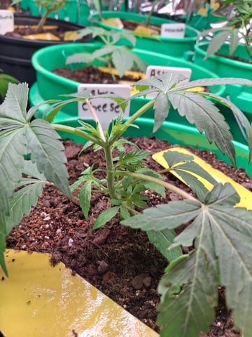 Astro cheese — seedling_rooting, day 26