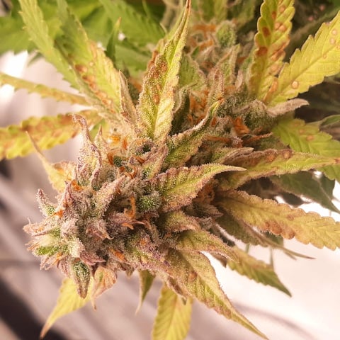 Next Attempt  — harvest, day 85